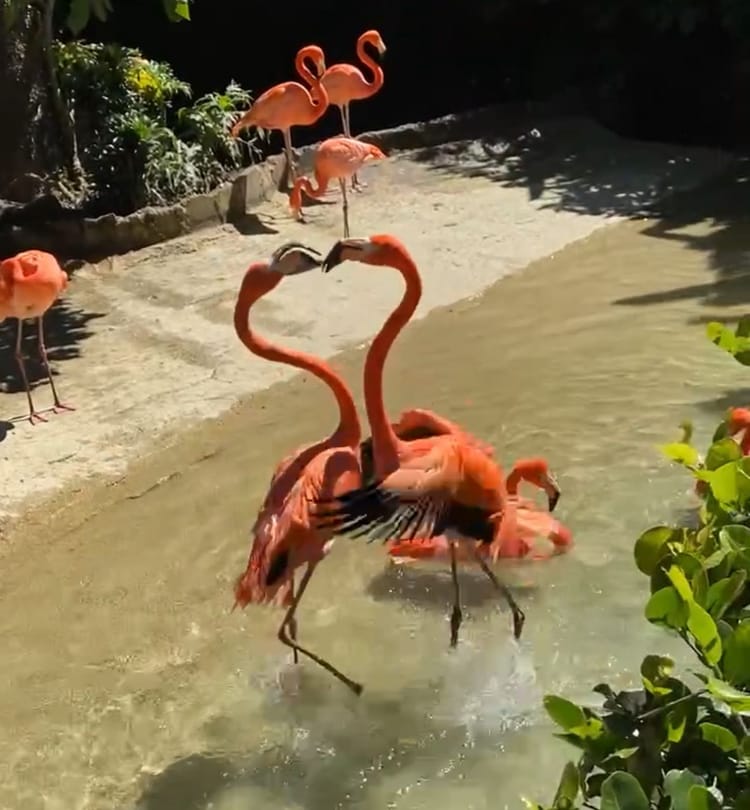 Flamingos are emblems of grace, adaptability, community and passion